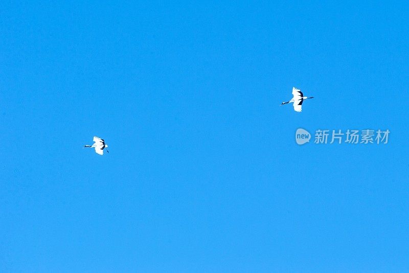 丹顶鹤(grus japonensis)展翅飞翔，迎着蓝天，冬天，日本北海道，日本鹤，美丽神秘的国家级黑白鸟类，优雅的动物